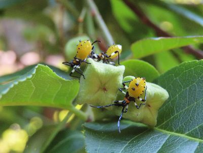 写真:黄色い身体が目立つ虫
