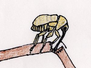 イラスト：枝を長い象のような口でかじって切り落としている