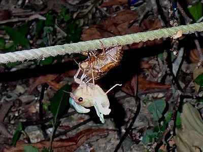 写真:ロープにつかまった幼虫から成虫が出てきたところ、成虫はまだ白い