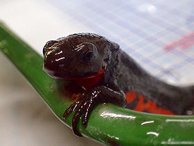 写真:お腹が赤い色をしている