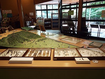 写真:甲虫、蝶、トンボの標本がずらりと並ぶ