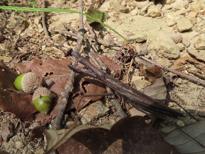写真:茶色い落ち葉の上にいるカマキリ