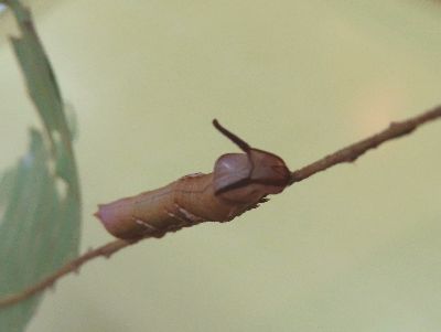 写真:枝に止まる、頭に黒い角状のものがある幼虫