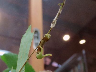 写真:枝に抜け殻を残し脱皮、顔は黄緑