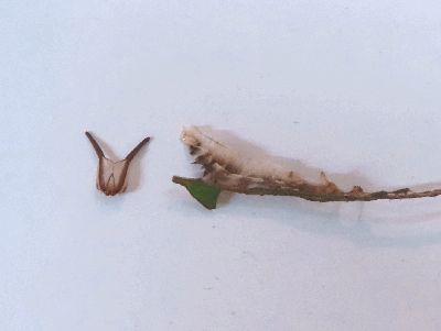 写真:顔と身体の抜け殻
