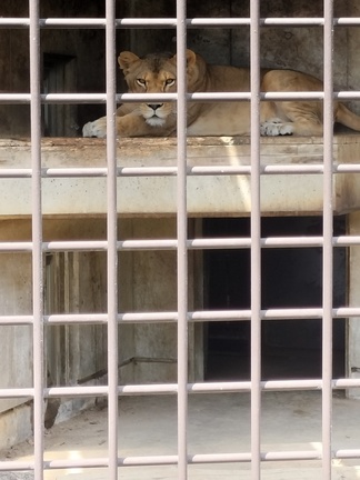 寝室に入れるが外で休むメスライオンのライラの写真