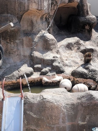 サル山プールに注水される写真