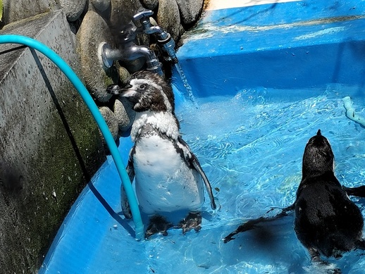 ペンギンプールに給水されている写真。羽が生え変わりかけているペンギンが写り込んでいる。