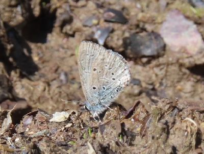 写真：地面に止まる小さいチョウ